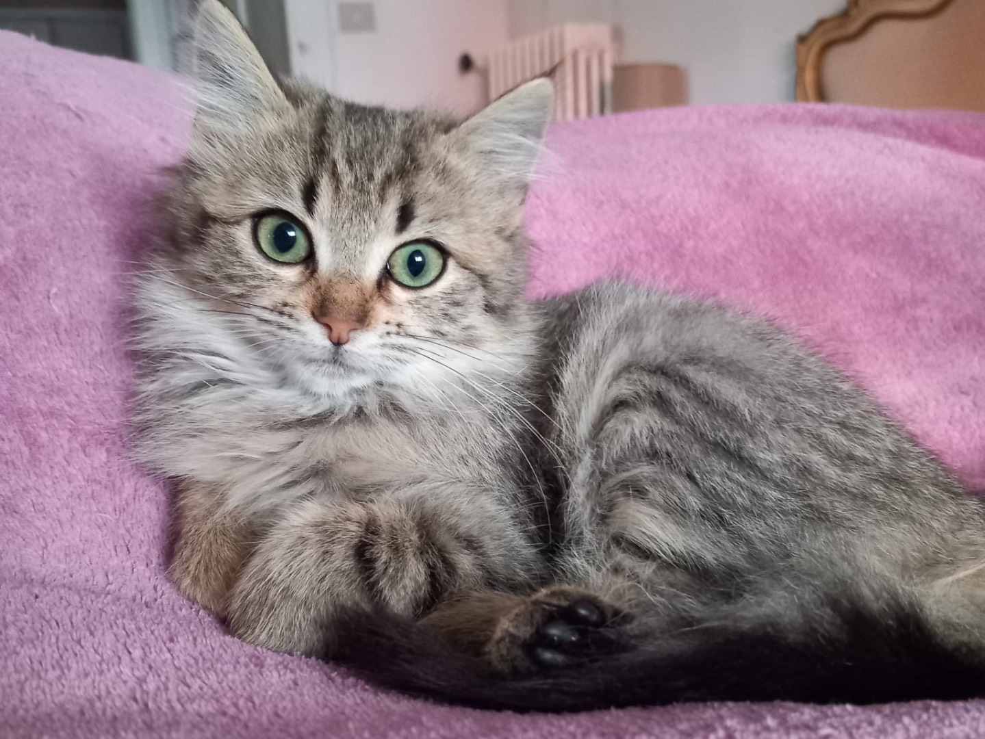 Adotta un gatto, taglia non valida, femmina, Latina