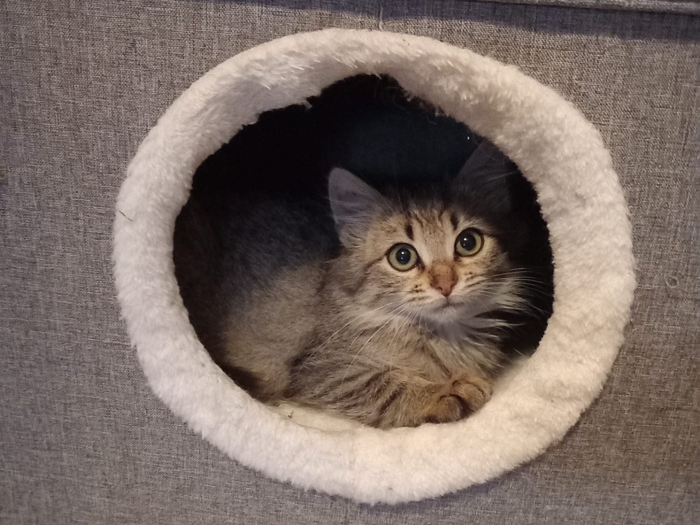 Vuoi adottare un gatto a Latina?