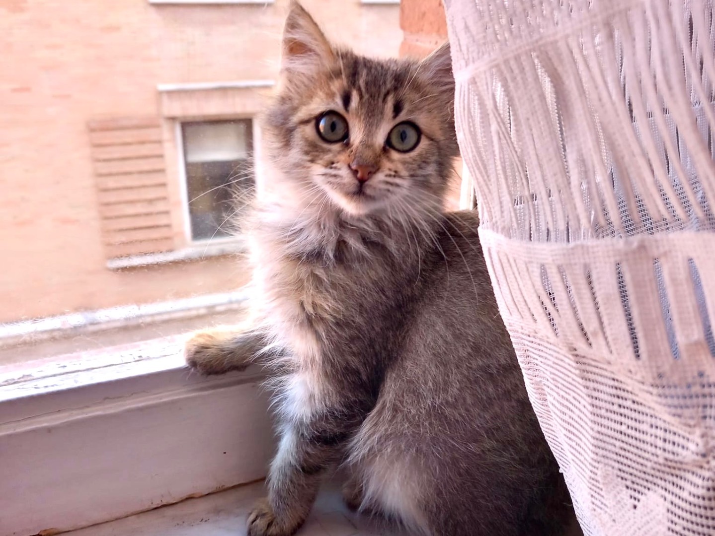 Adotta il gatto Astrid a Latina