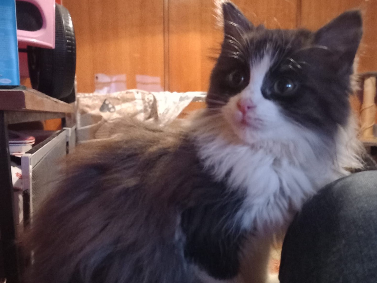 Vuoi adottare un gatto a Latina?