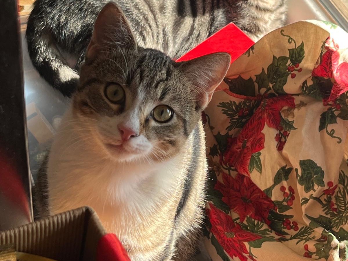 Adozione gatto, maschio, Razza sconosciuta Razza sconosciuta, 6 mesi, taglia non valida, Parma