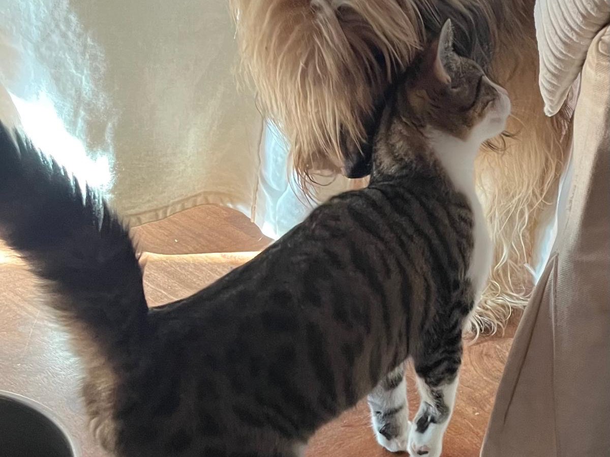 Adotta un gatto, maschio, 6 mesi, Parma