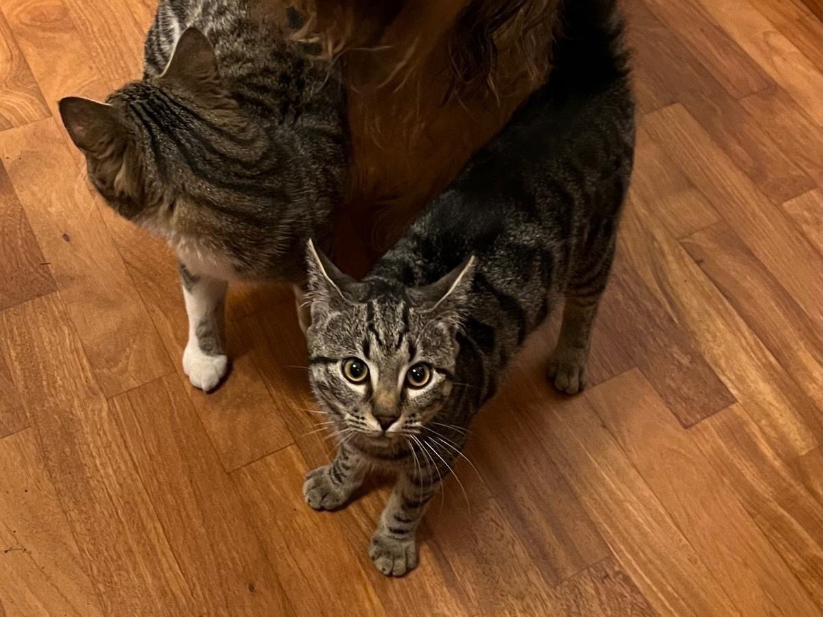 Adotta un gatto, taglia non valida, femmina, Parma