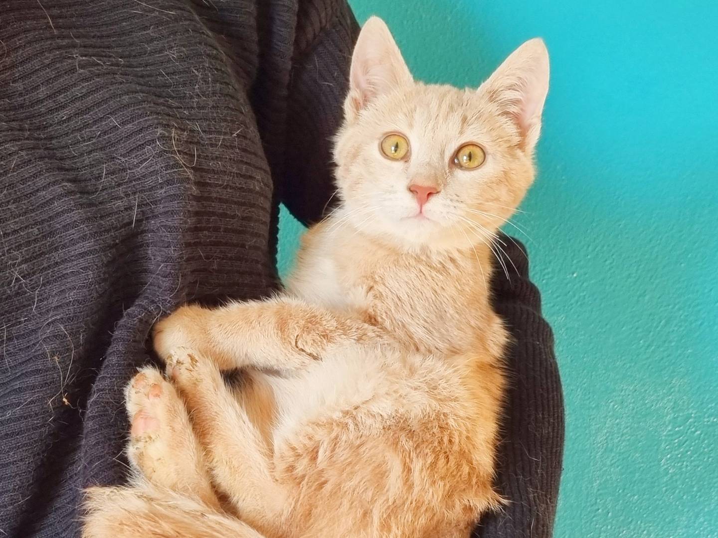 Adotta un gatto, maschio, 2 mesi, Cremona