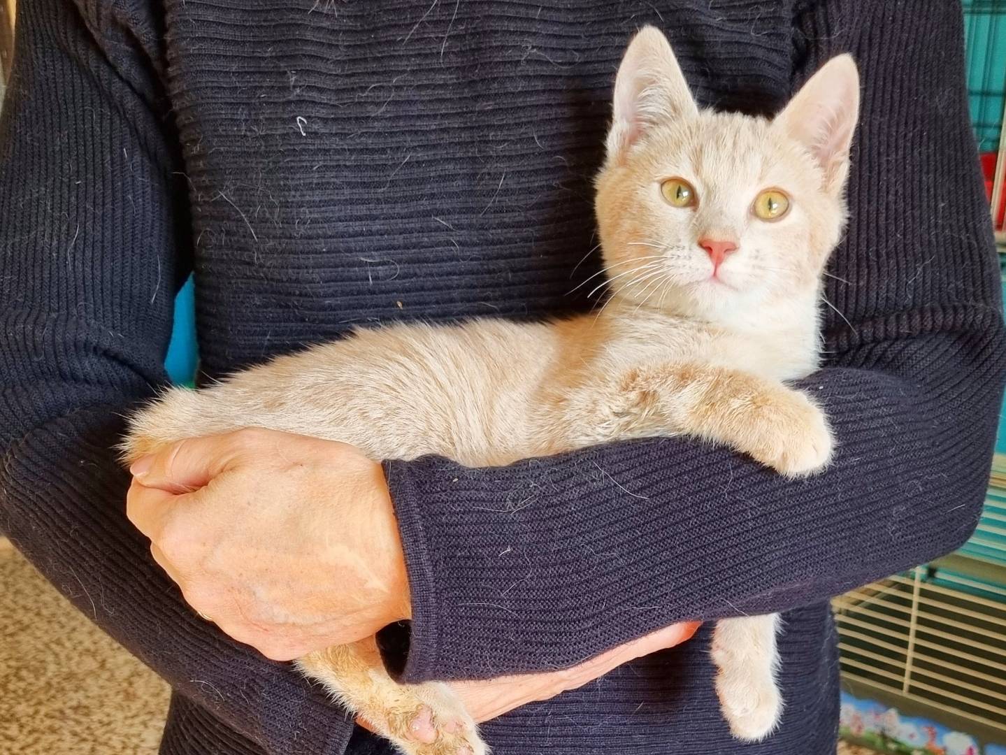 Adotta un gatto, taglia non valida, maschio, Cremona