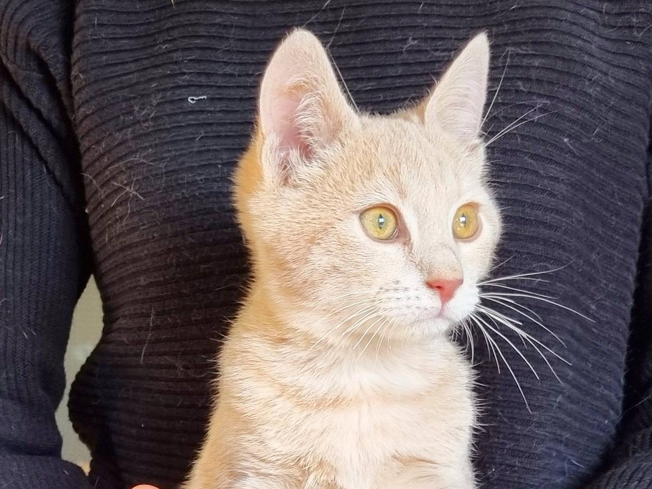 Vuoi adottare un gatto a Cremona?