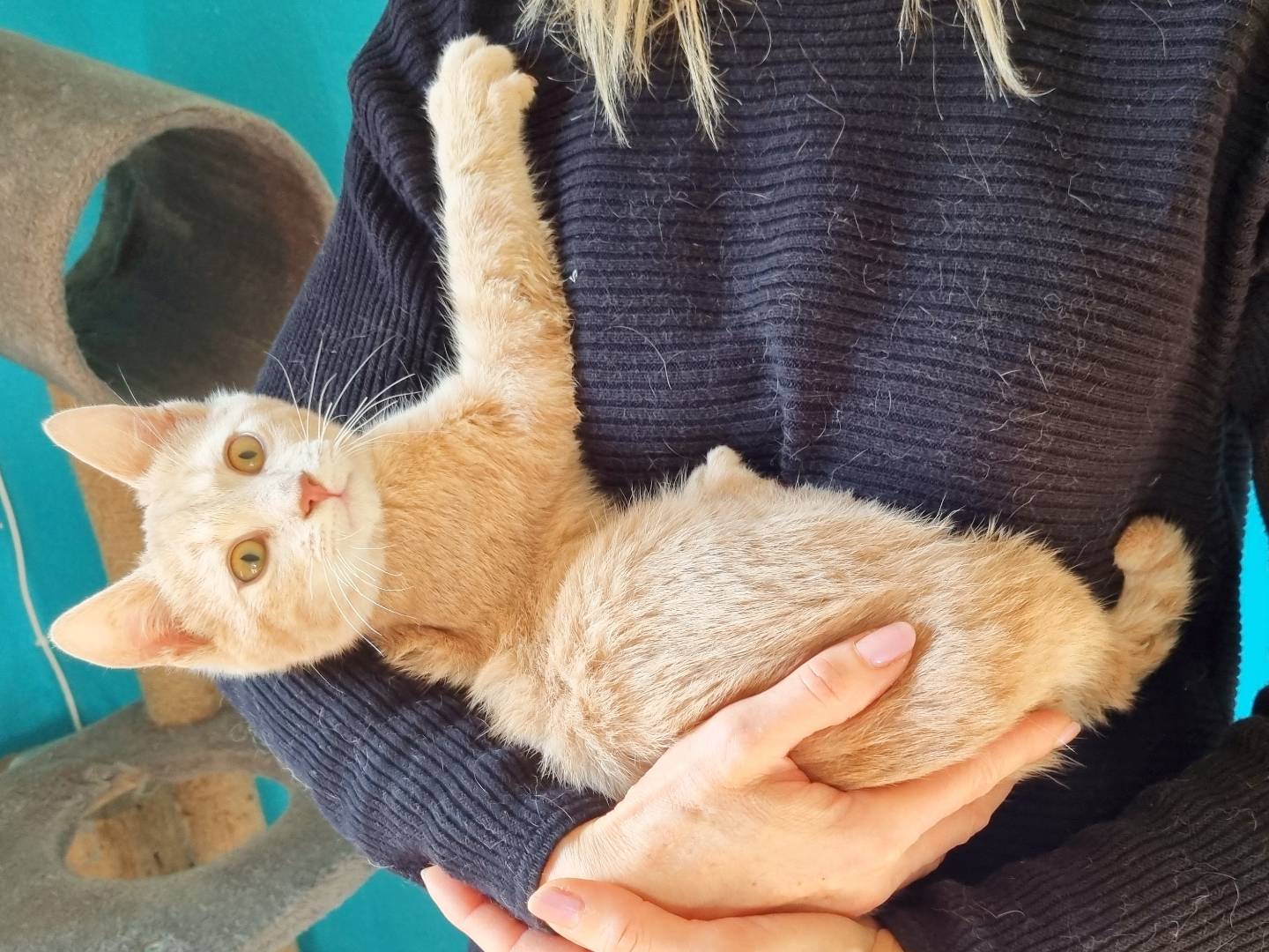 Adotta il gatto SOHEL a Cremona