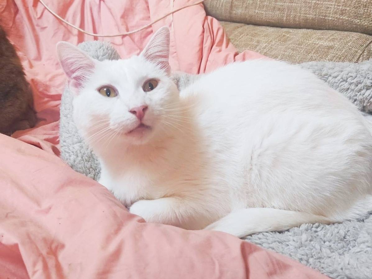 Adozione gatto, femmina, Razza sconosciuta Razza sconosciuta, 3 anni e 2 mesi, taglia non valida, Cremona