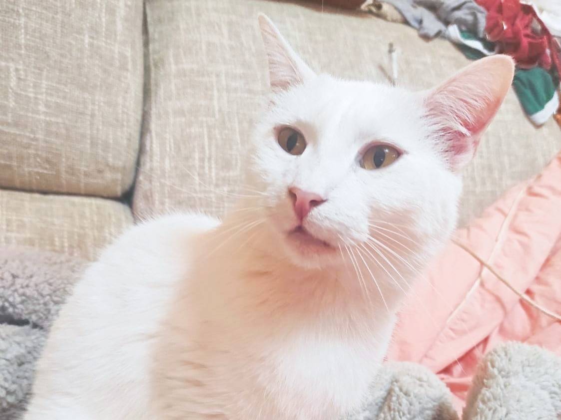 Adotta un gatto, femmina, 3 anni e 2 mesi, Cremona