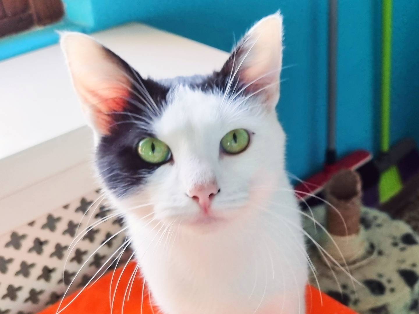 Adozione gatto, maschio, Razza sconosciuta Razza sconosciuta, 2 anni e 9 mesi, taglia non valida, Cremona