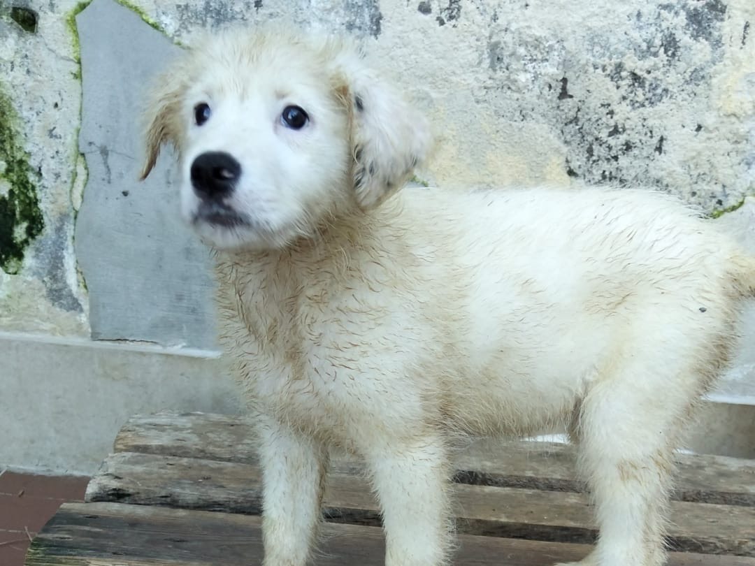 Adozione cane, femmina, Razza sconosciuta Razza sconosciuta, 2 mesi, taglia media, Avellino