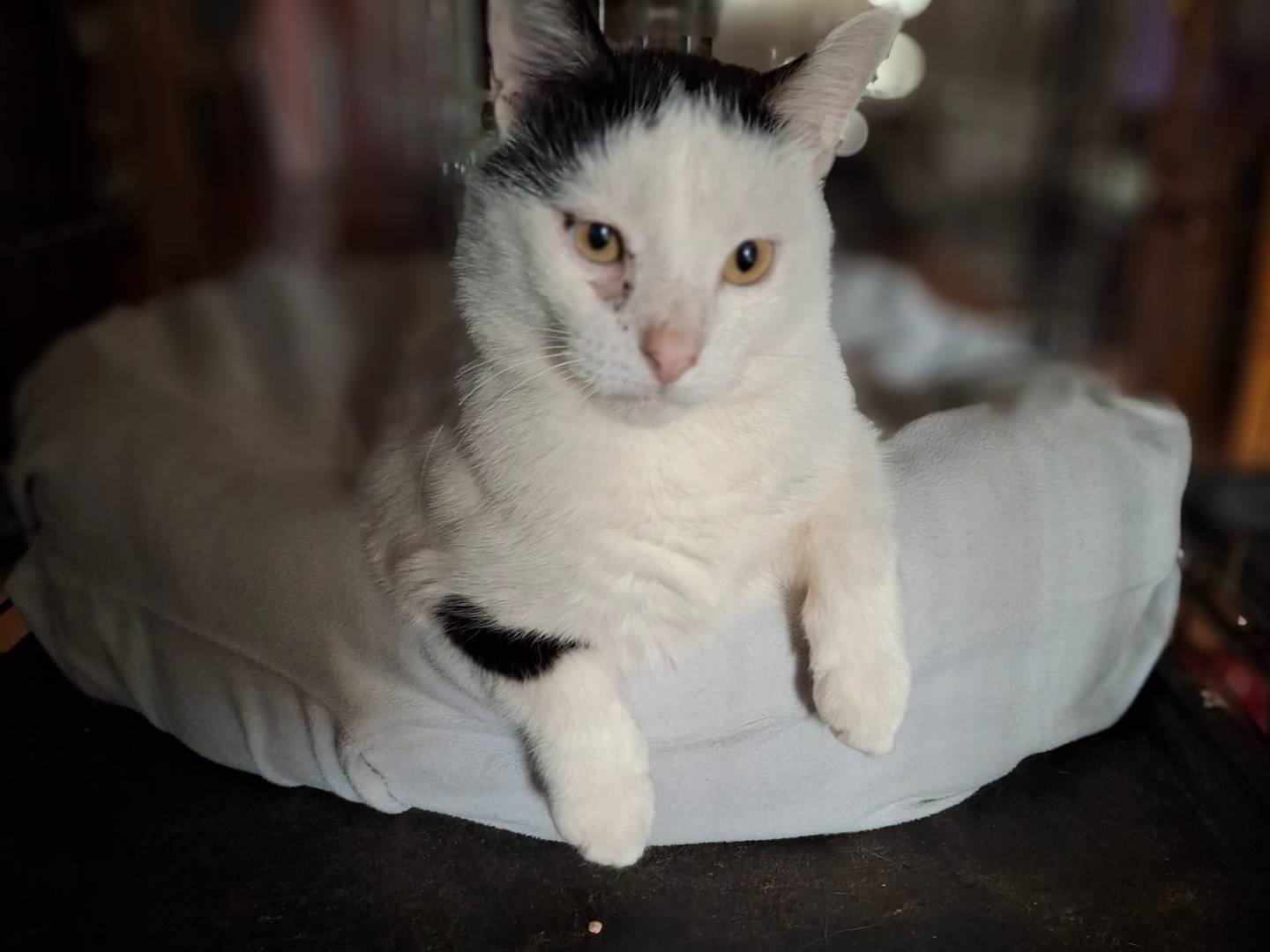 Adozione gatto, maschio, Razza sconosciuta Razza sconosciuta, 4 anni e 1 mese, taglia non valida, Crotone