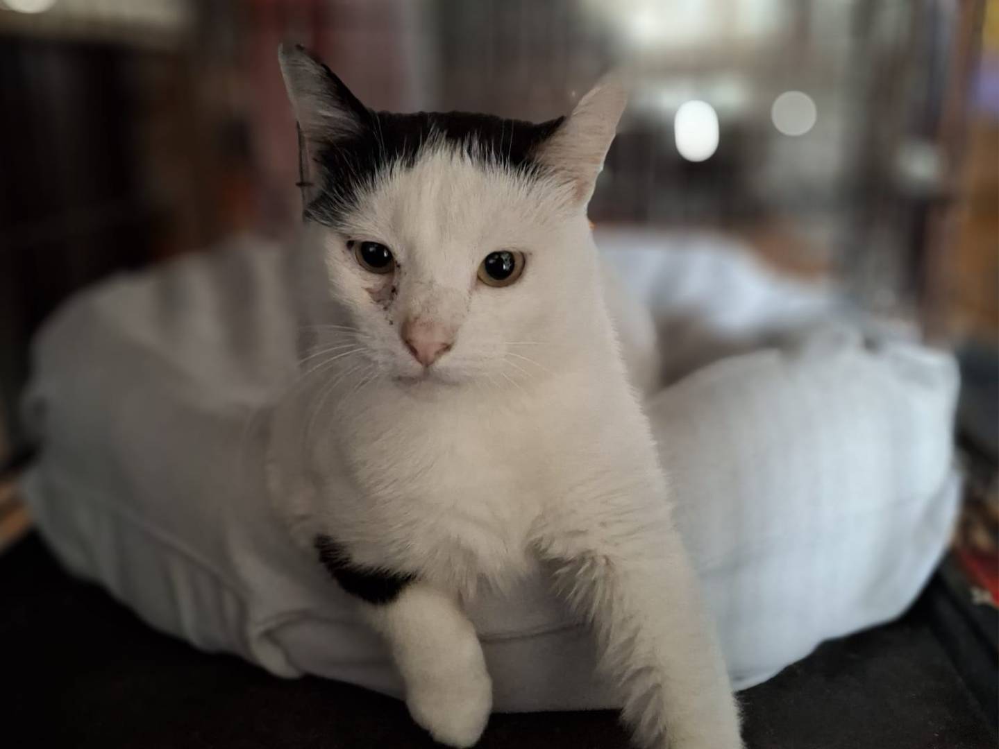 Adotta un gatto, maschio, 4 anni e 1 mese, Crotone