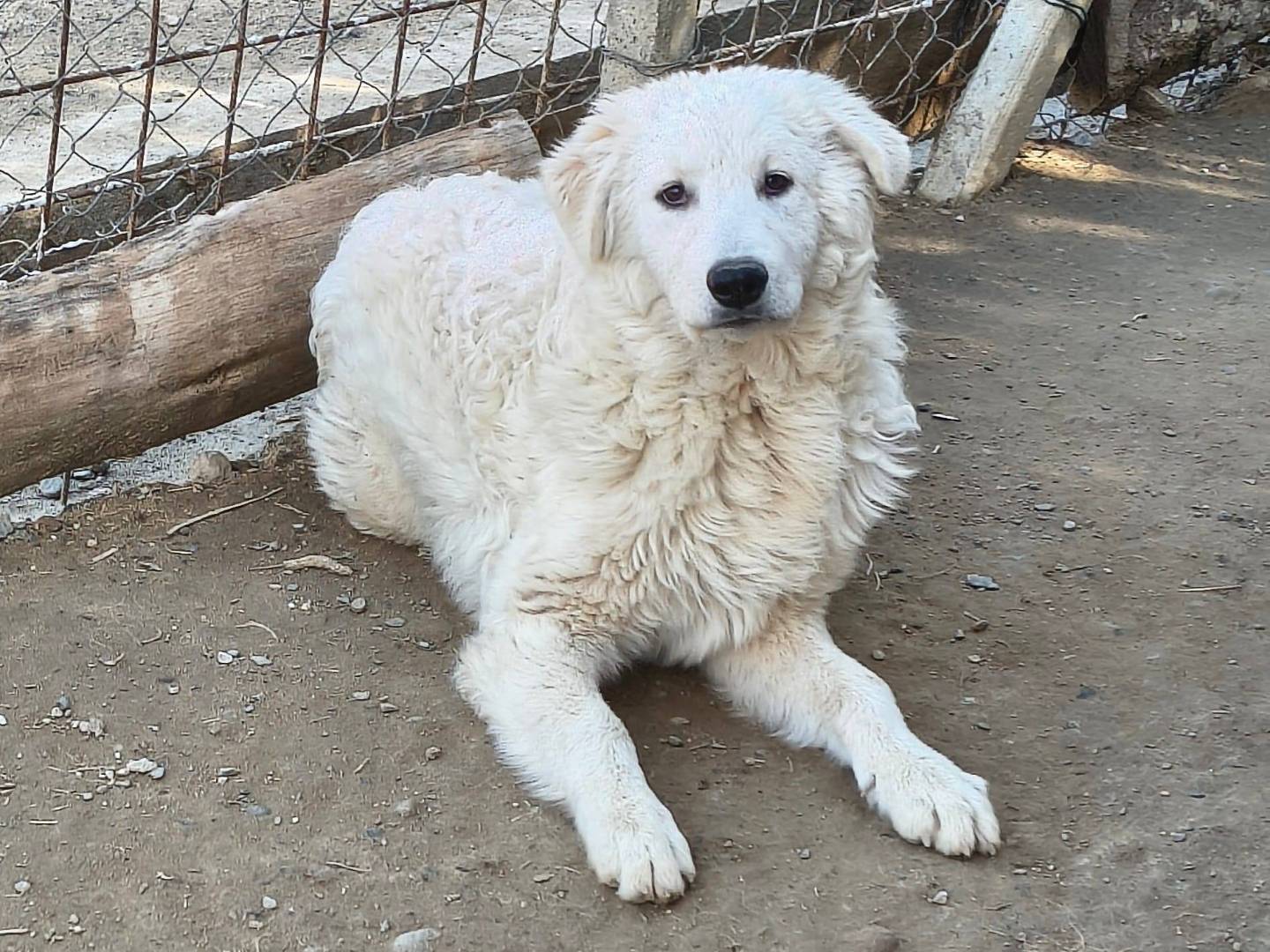 Adozione cane, maschio, Razza sconosciuta Razza sconosciuta, 5 mesi, taglia grande, Crotone