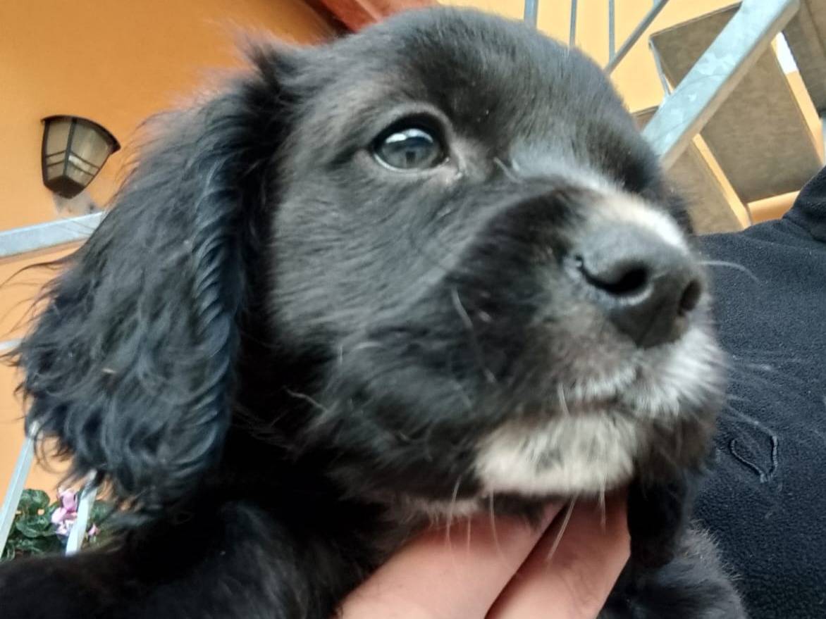 Adozione cane, maschio, Razza sconosciuta Razza sconosciuta, 1 mesi, taglia media contenuta, Frosinone