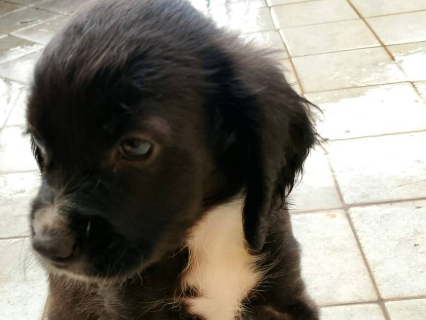 Adotta un cane, maschio, 1 mesi, Frosinone