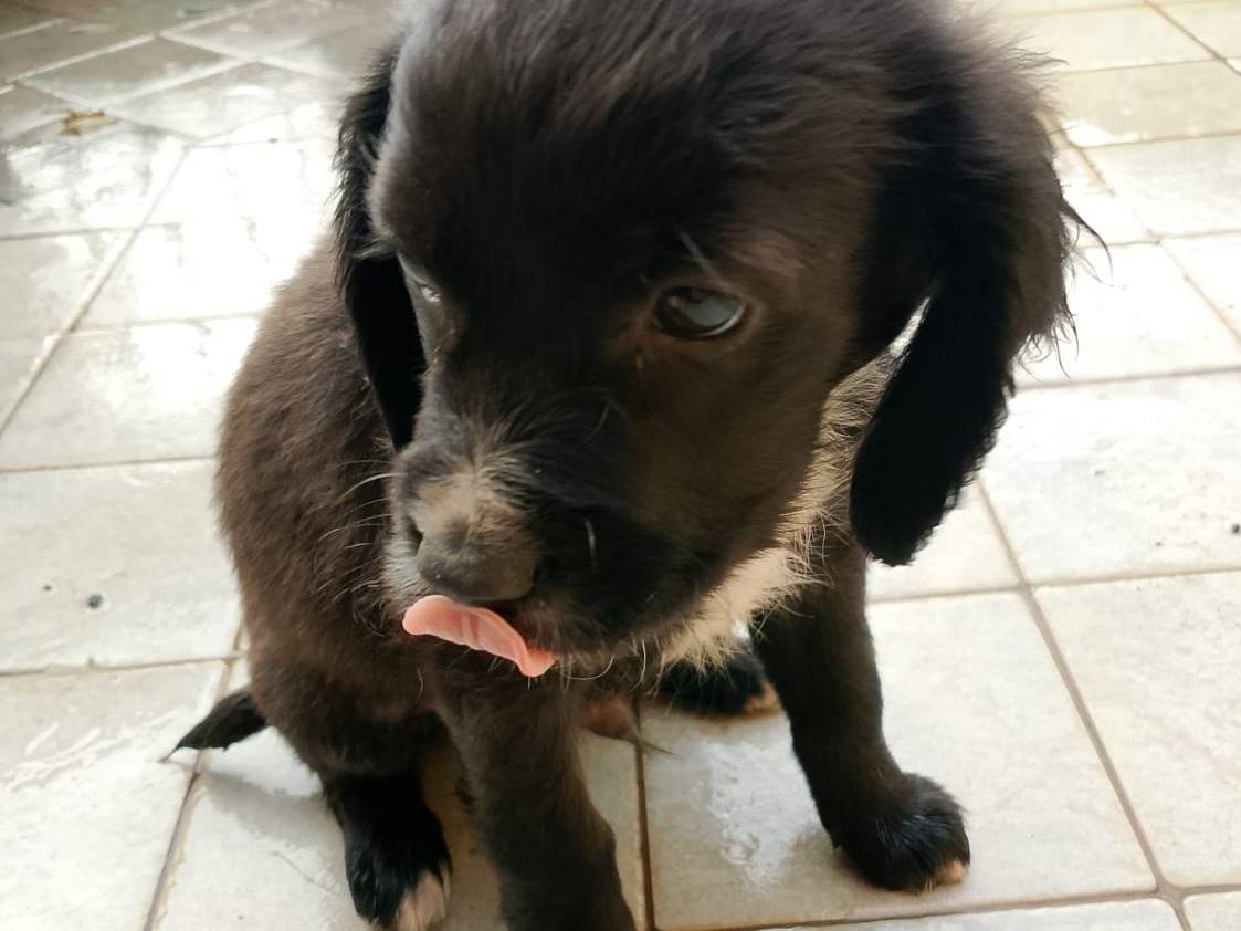 Adotta un cane, taglia media contenuta, maschio, Frosinone
