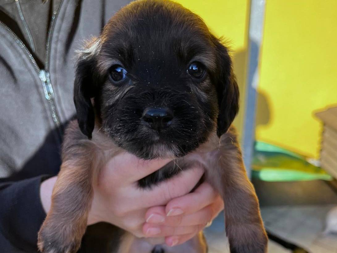 Adozione cane, femmina, Razza sconosciuta Razza sconosciuta, 2 mesi, taglia media contenuta, Frosinone