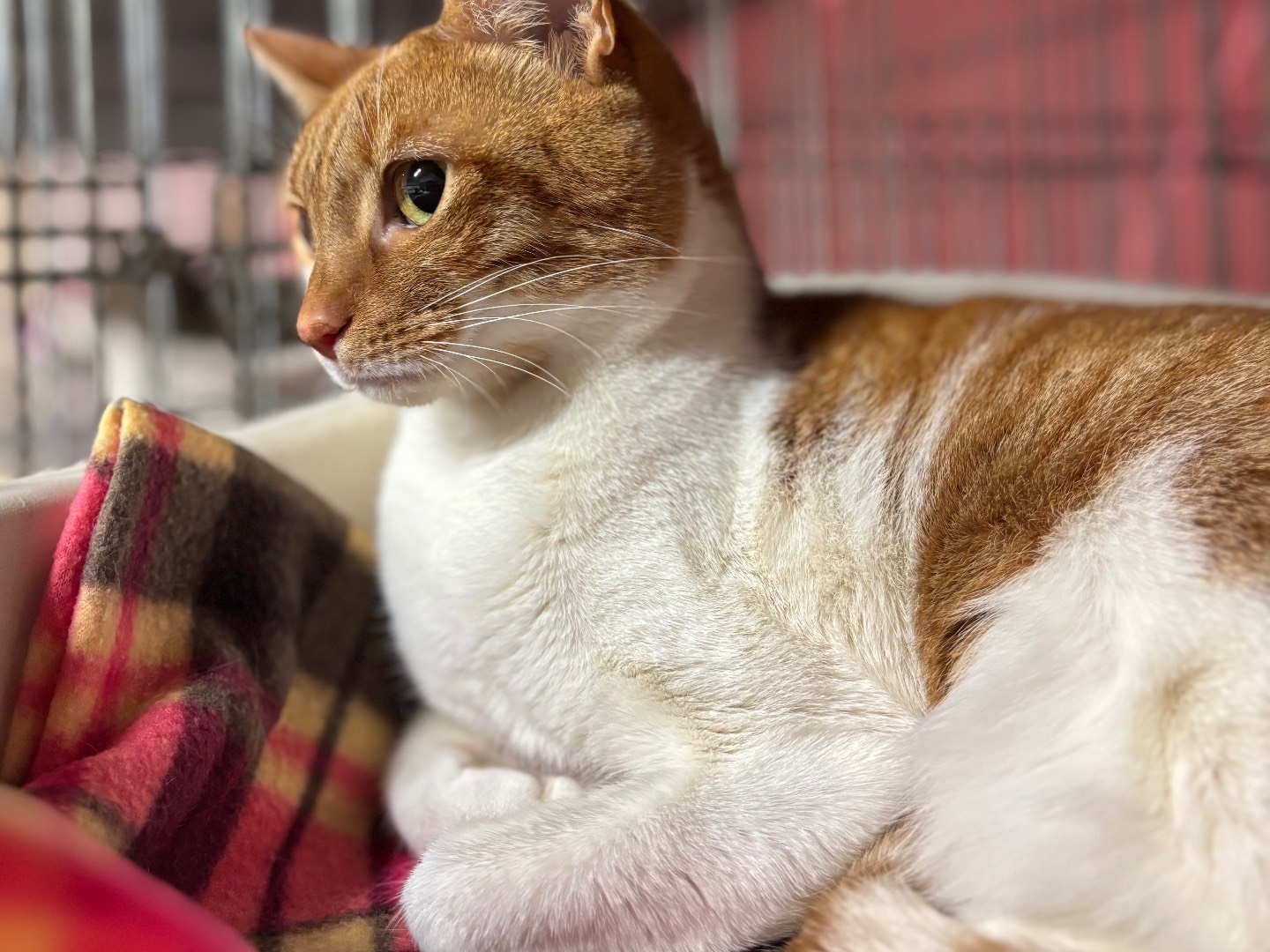 Adozione gatto, femmina, Razza sconosciuta Razza sconosciuta, 2 anni e 2 mesi, taglia non valida, Brescia