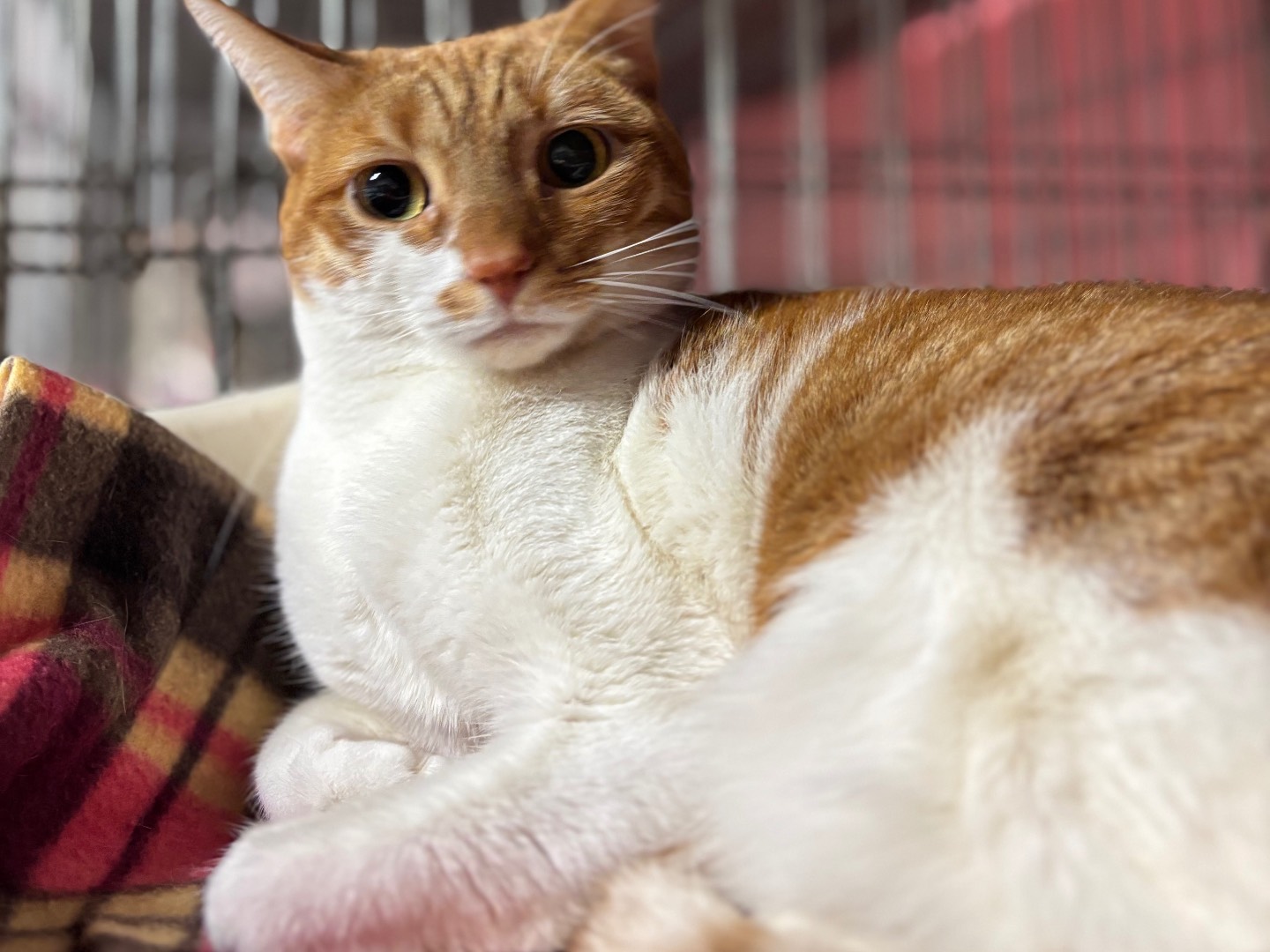 Adotta un gatto, femmina, 2 anni e 2 mesi, Brescia