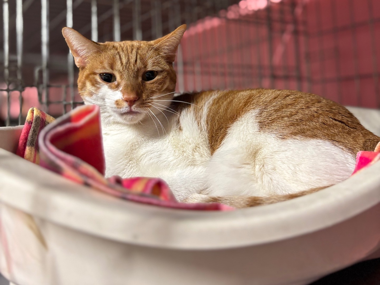 Adotta un gatto, taglia non valida, femmina, Brescia