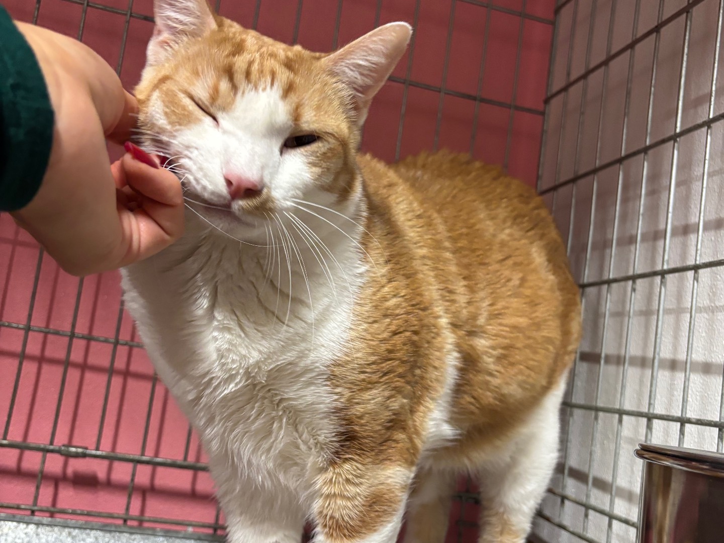 Adozione gatto, maschio, Razza sconosciuta Razza sconosciuta, 1 anno e 7 mesi, taglia non valida, Brescia