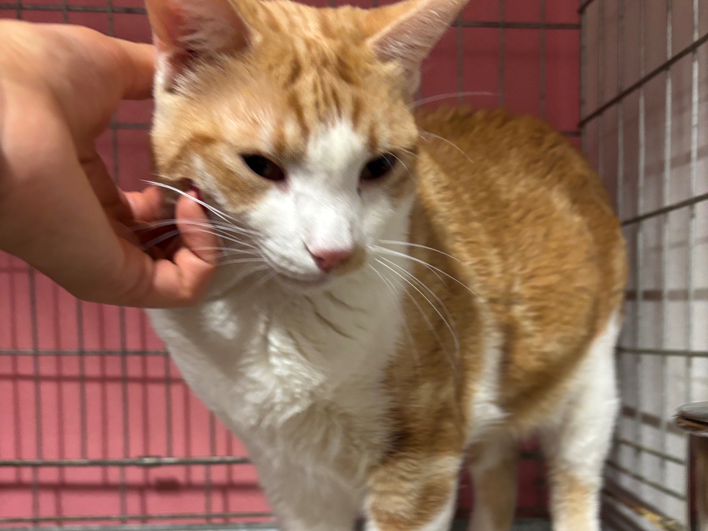 Adotta un gatto, maschio, 1 anno e 7 mesi, Brescia