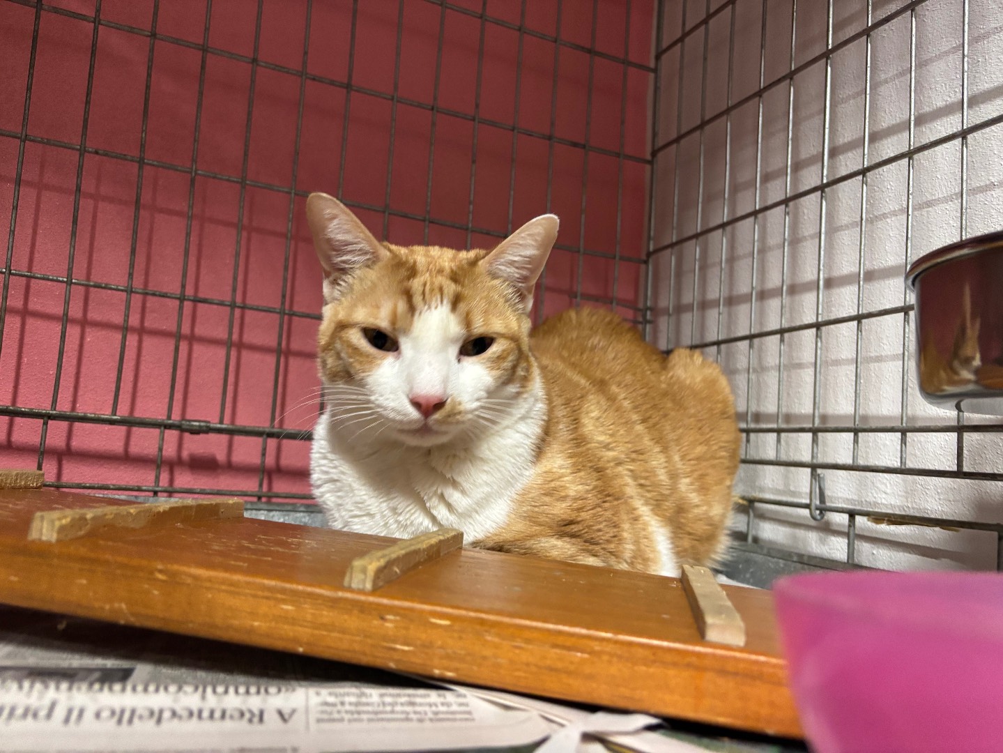 Adotta un gatto, taglia non valida, maschio, Brescia