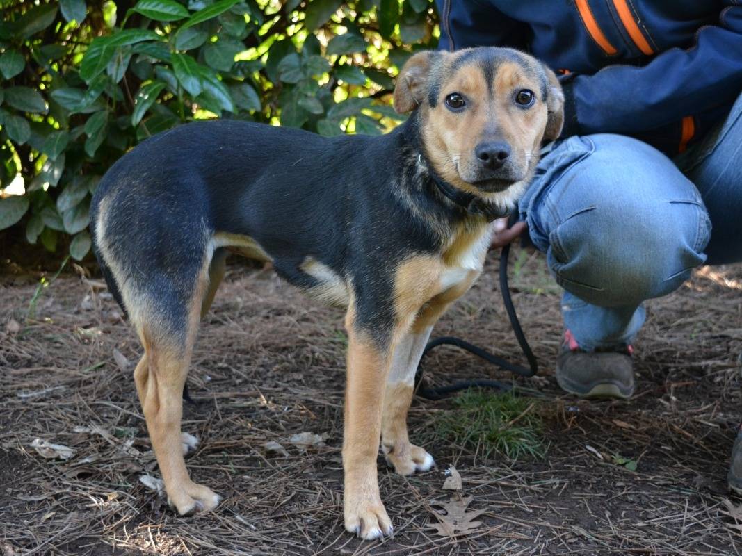 Adozione cane, femmina, Razza sconosciuta Razza sconosciuta, 9 mesi, taglia piccola, Roma