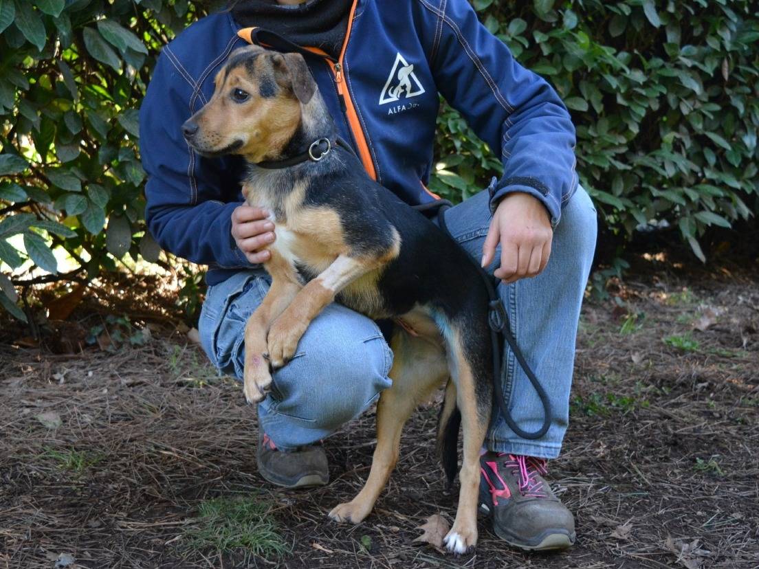 Adotta un cane, femmina, 9 mesi, Roma