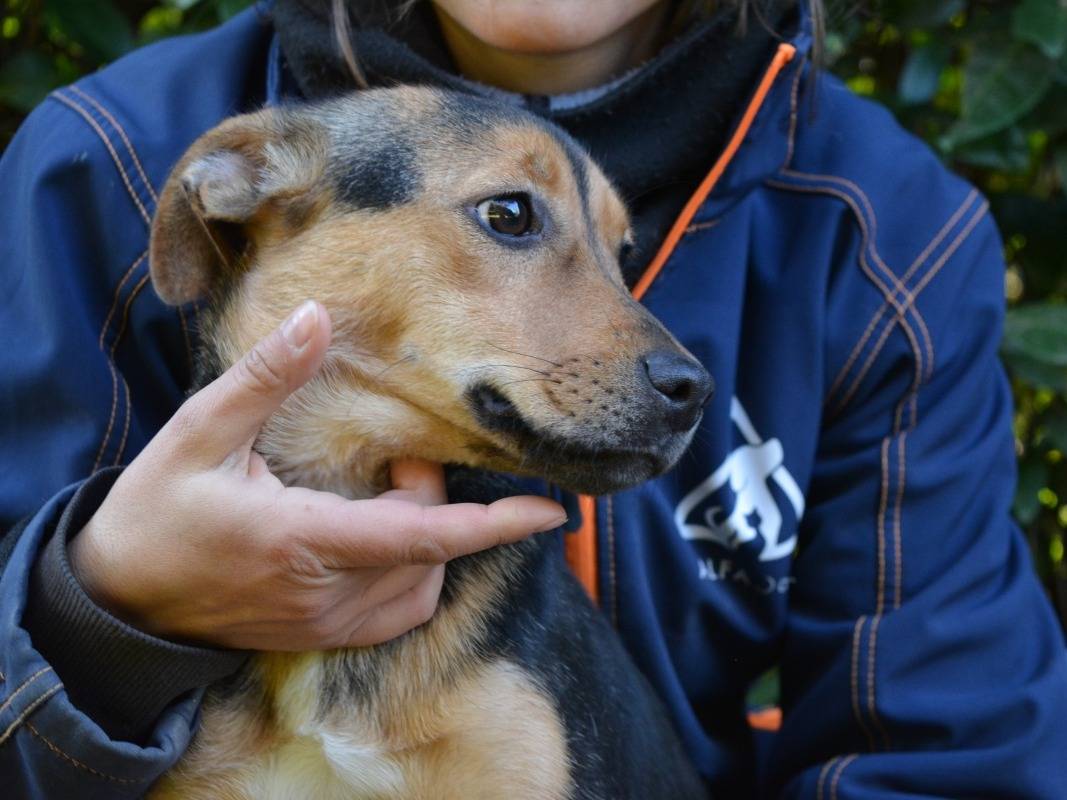 Adotta un cane, taglia piccola, femmina, Roma