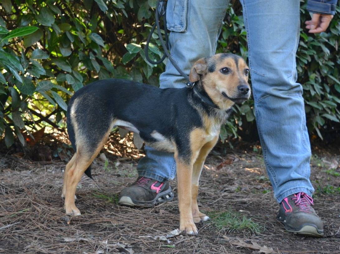 Adotta il cane Coryelle a Roma
