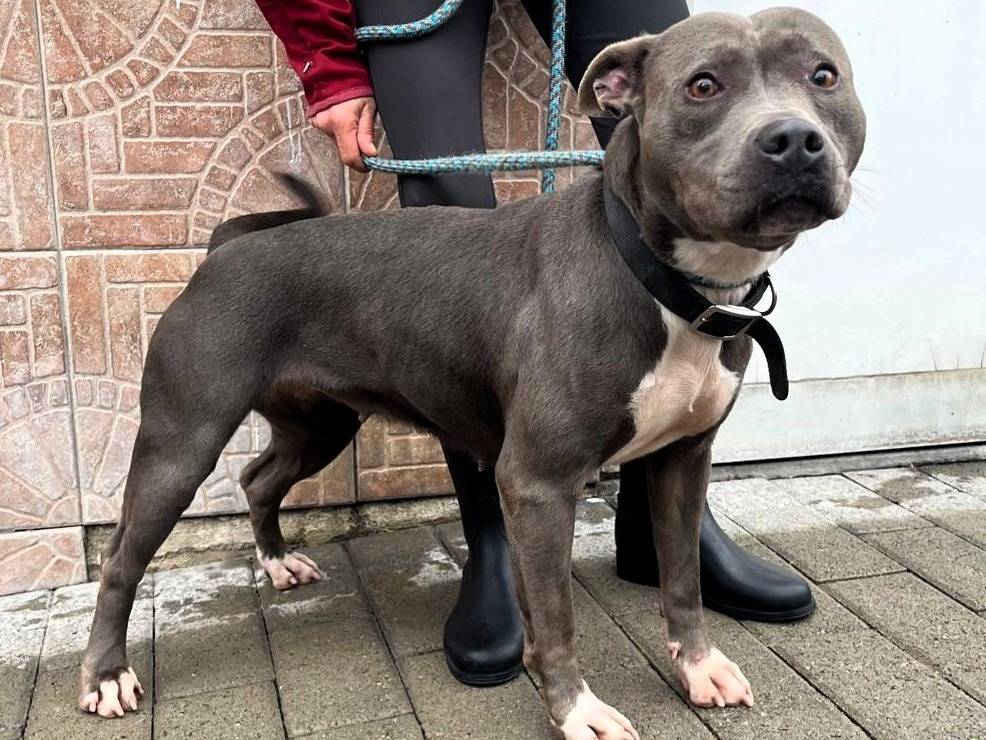 Adozione cane, femmina, Razza sconosciuta Razza sconosciuta, 4 anni e 2 mesi, taglia media, Milano