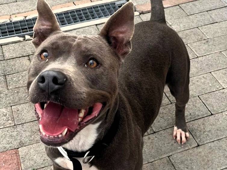 Adotta un cane, taglia media, femmina, Milano