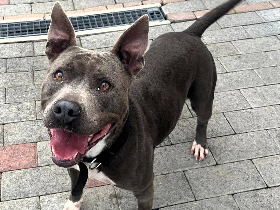 Vuoi adottare un cane a Milano?