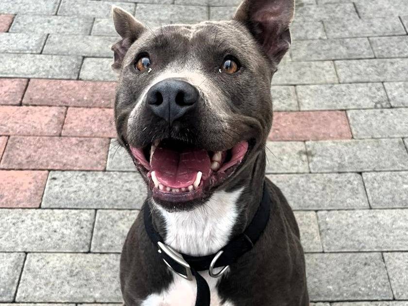 Adotta il cane DAISY a Milano