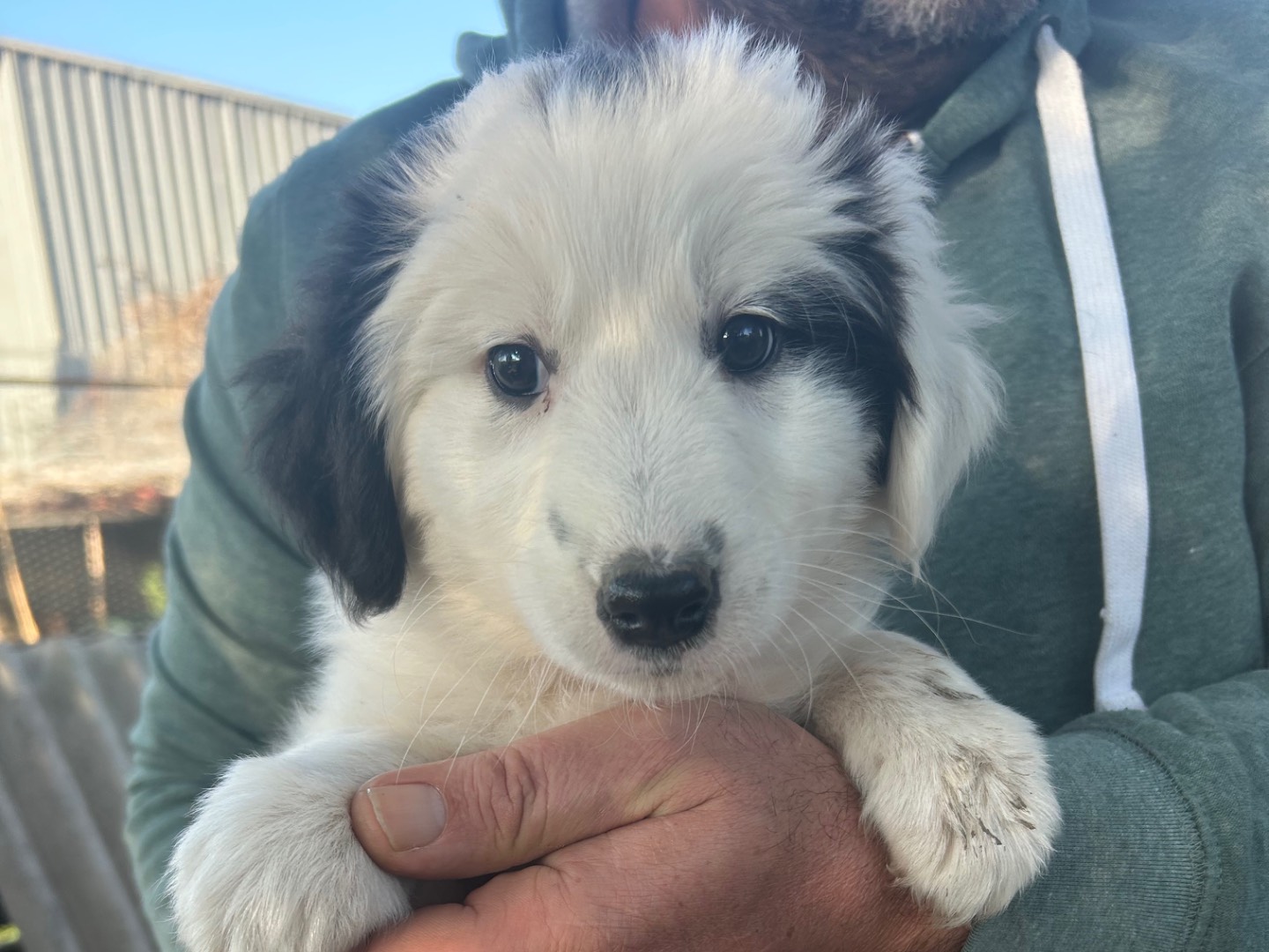 Vuoi adottare un cane a Siracusa?