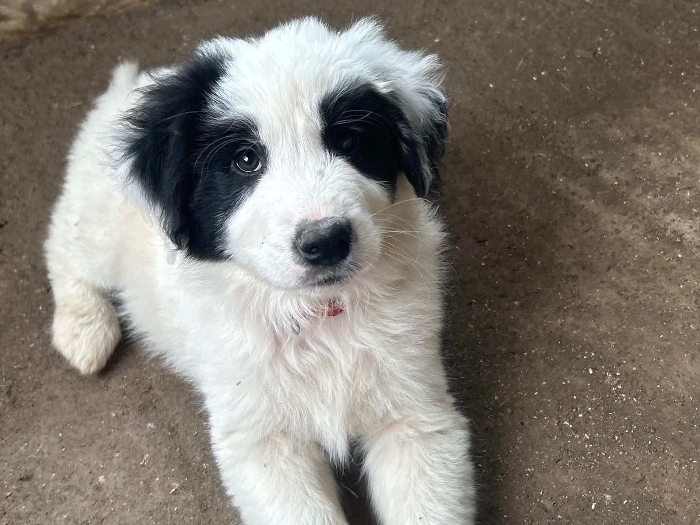 Adozione cane, femmina, Pastore maremmano Razza sconosciuta, 2 mesi, taglia piccola, Siracusa