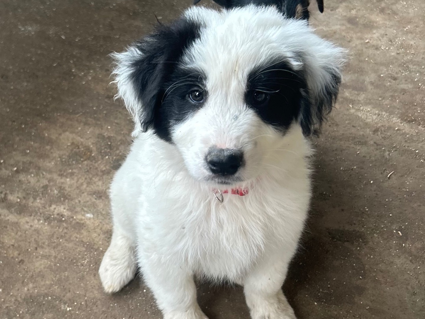 Adotta un cane, femmina, 2 mesi, Siracusa