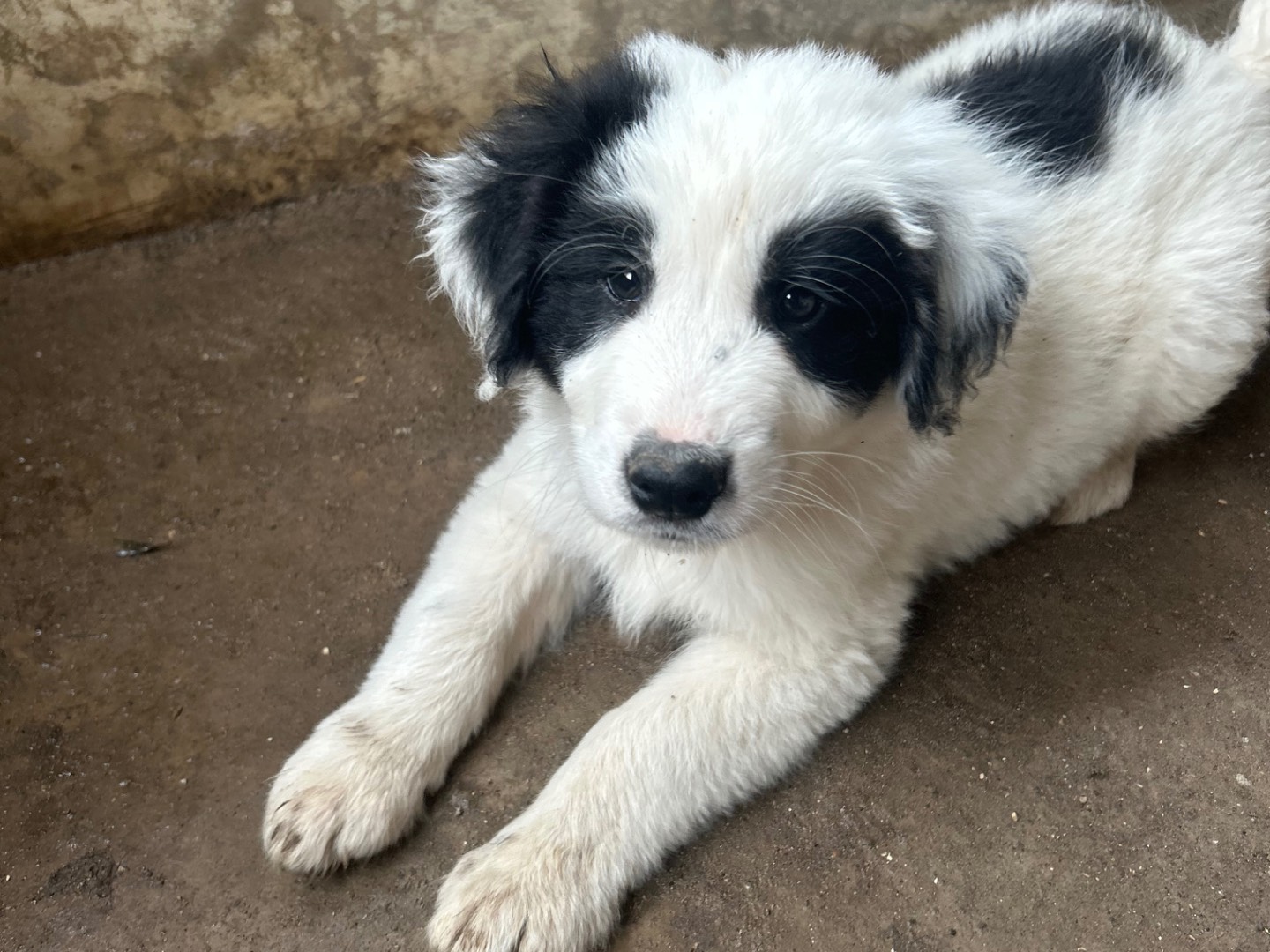 Adotta un cane, taglia piccola, femmina, Siracusa