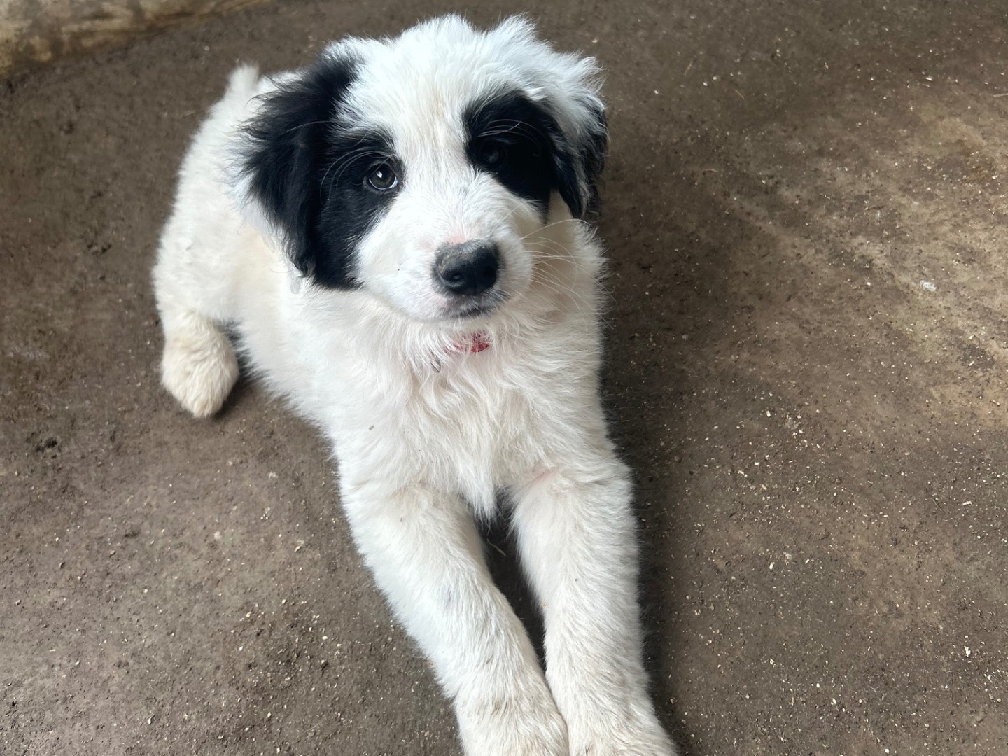 Vuoi adottare un cane a Siracusa?