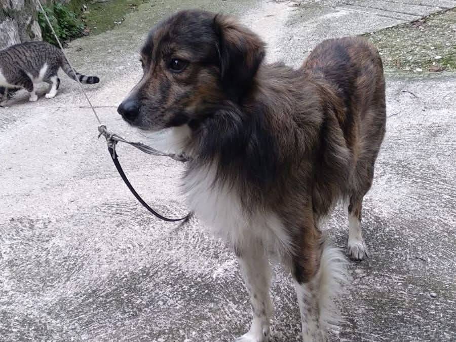 Adozione cane, maschio, Razza sconosciuta Razza sconosciuta, 5 anni e 4 mesi, taglia media, Chieti