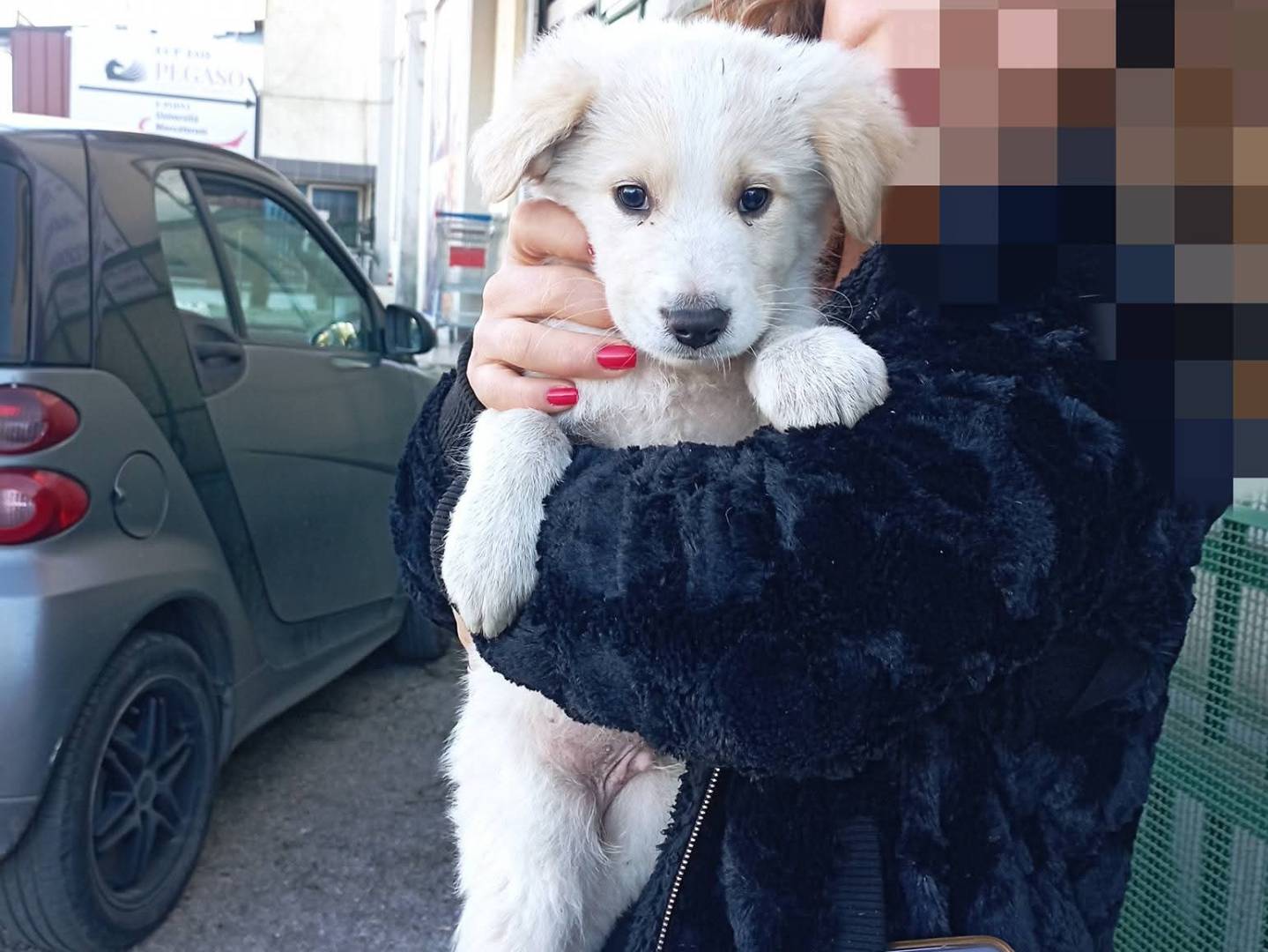 Adozione cane, maschio, Golden Retriever Razza sconosciuta, 2 mesi, taglia media, Caserta