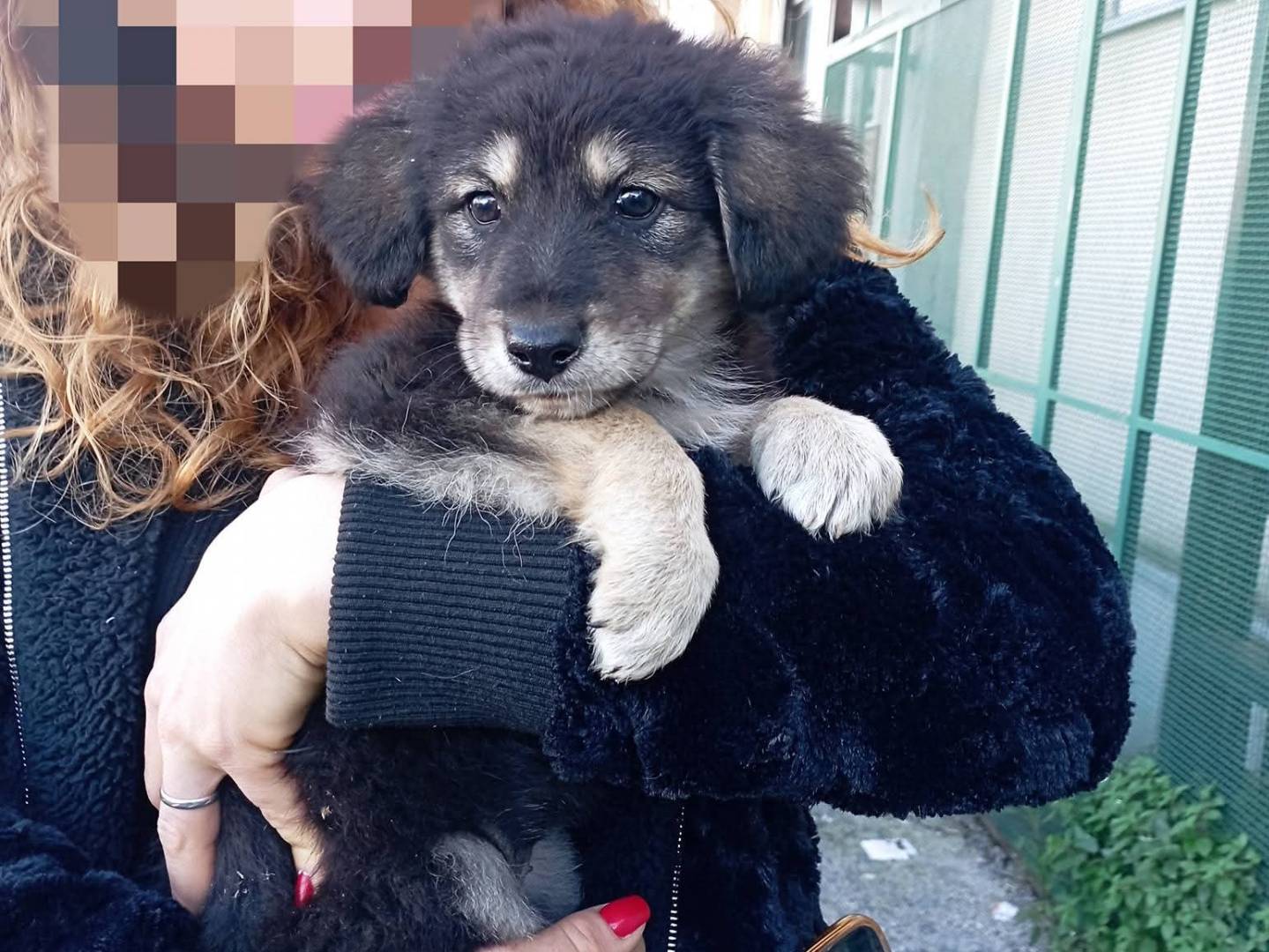 Adozione cane, femmina, Razza sconosciuta Razza sconosciuta, 3 mesi, taglia media, Caserta