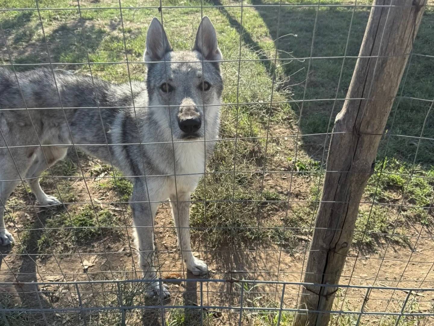 Adozione cane, maschio, Cane lupo Cecoslovacco Razza sconosciuta, 5 anni e 11 mesi, taglia media, Caserta