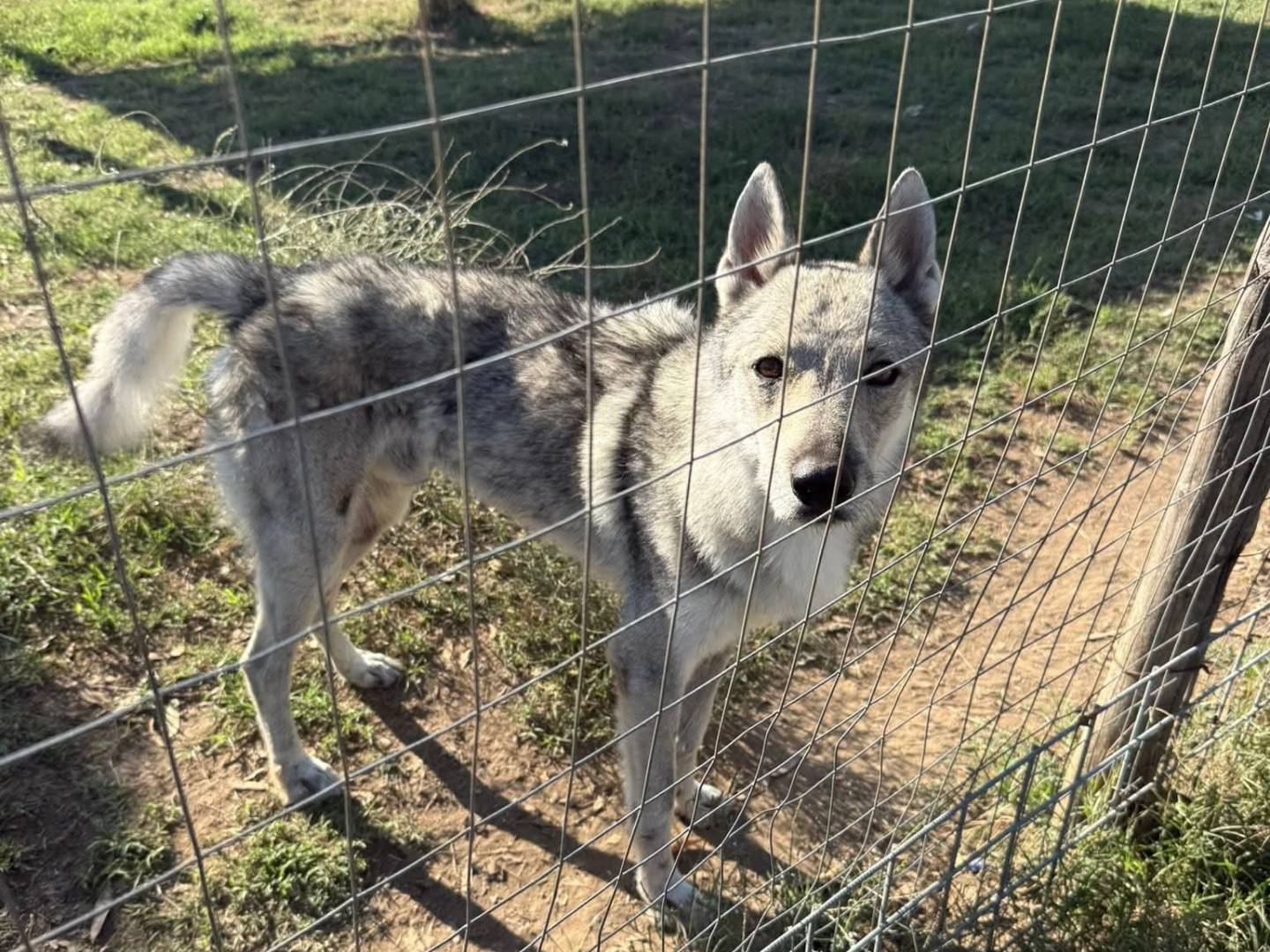 Adotta un cane, maschio, 5 anni e 11 mesi, Caserta
