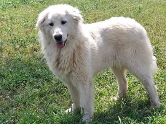 Adozione cane, femmina, Pastore maremmano Razza sconosciuta, 2 anni e 10 mesi, taglia gigante, Caserta