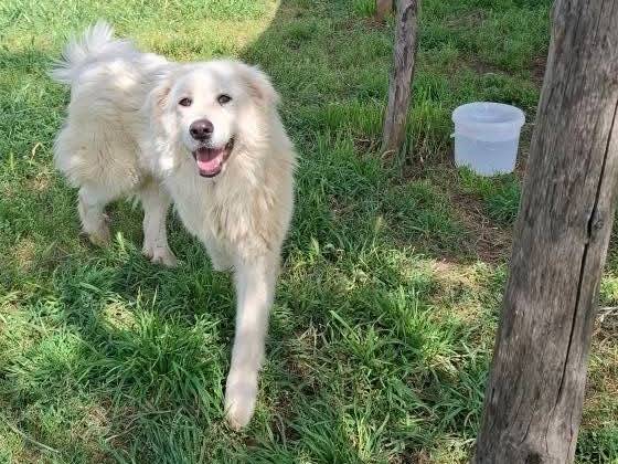 Adotta un cane, femmina, 2 anni e 10 mesi, Caserta