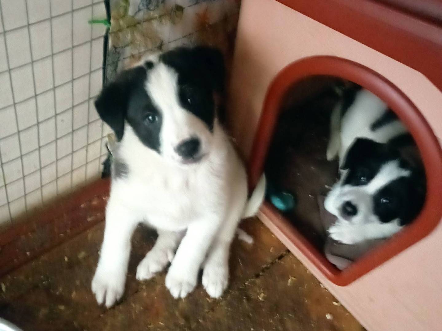 Adozione cane, femmina, Razza sconosciuta Razza sconosciuta, 2 mesi, taglia gigante, Caserta