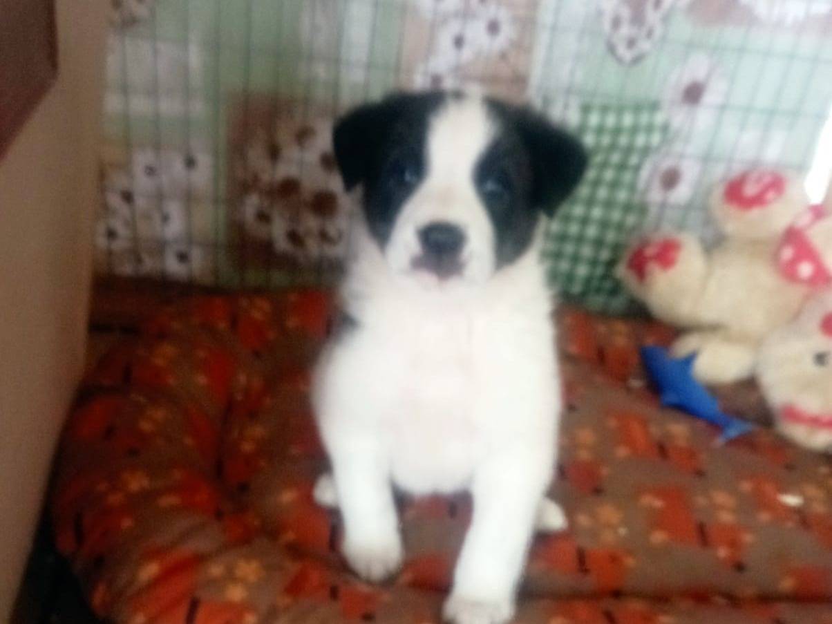 Adotta un cane, femmina, 2 mesi, Caserta